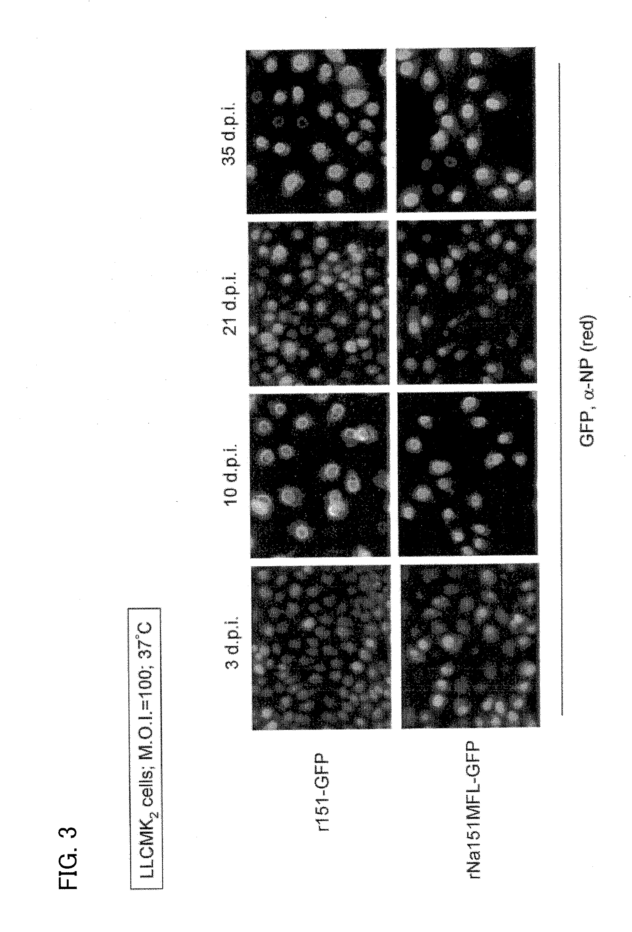 Persistently infective sendai virus vector