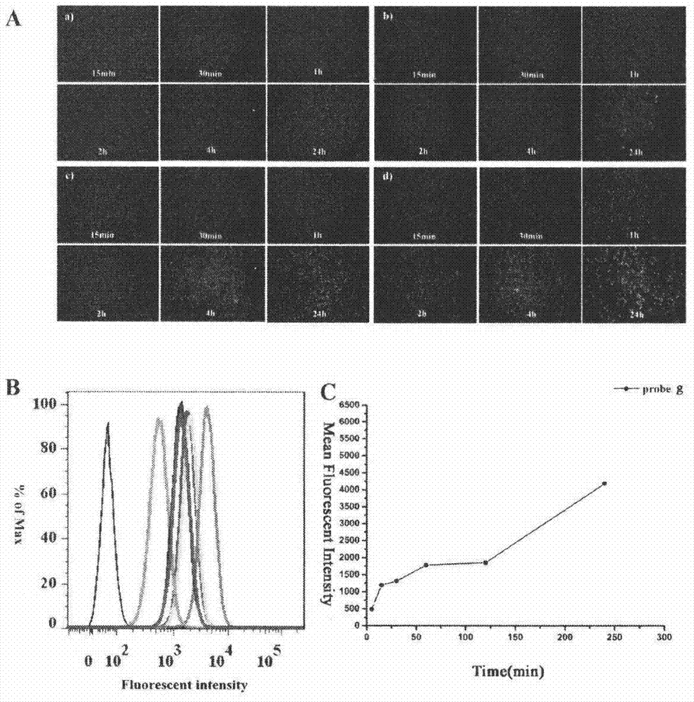 23‑Hydroxybetulinic acid fluorescent probe, its preparation and its use in cell localization and uptake