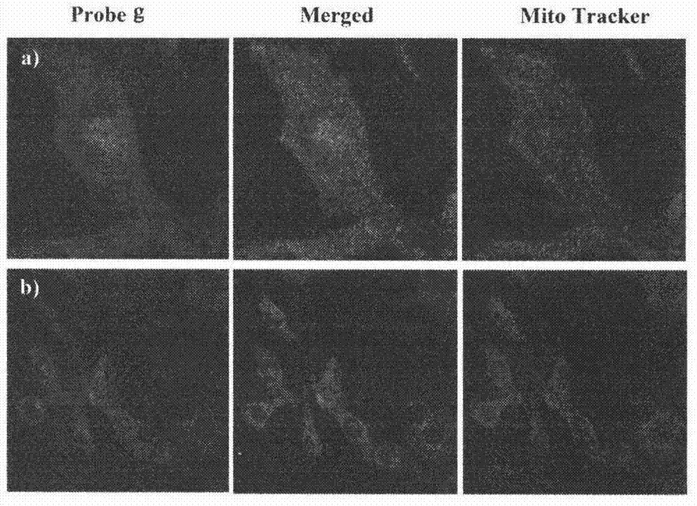 23‑Hydroxybetulinic acid fluorescent probe, its preparation and its use in cell localization and uptake