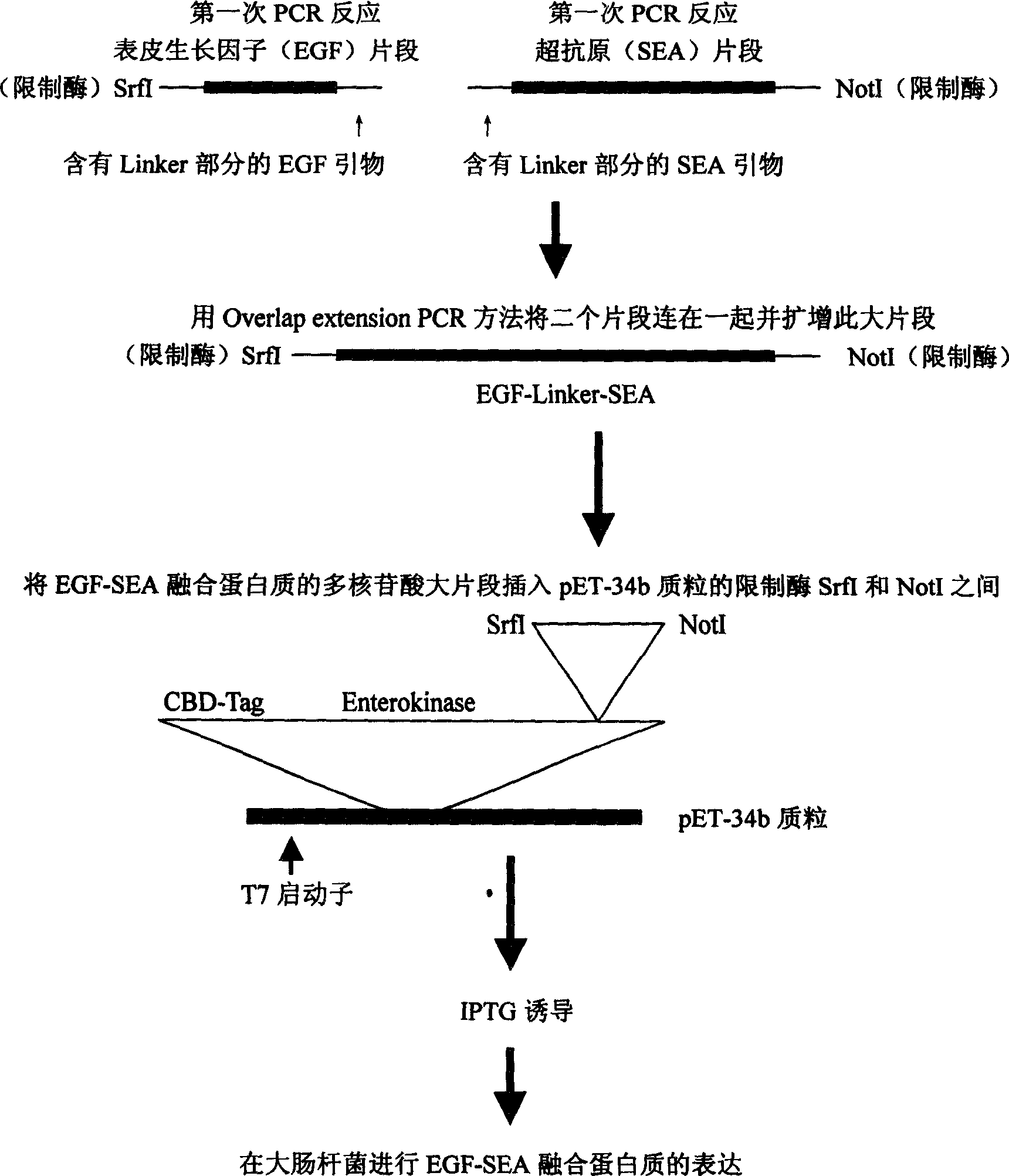 Super antigen fusion protein for cancer therapy and its producing method