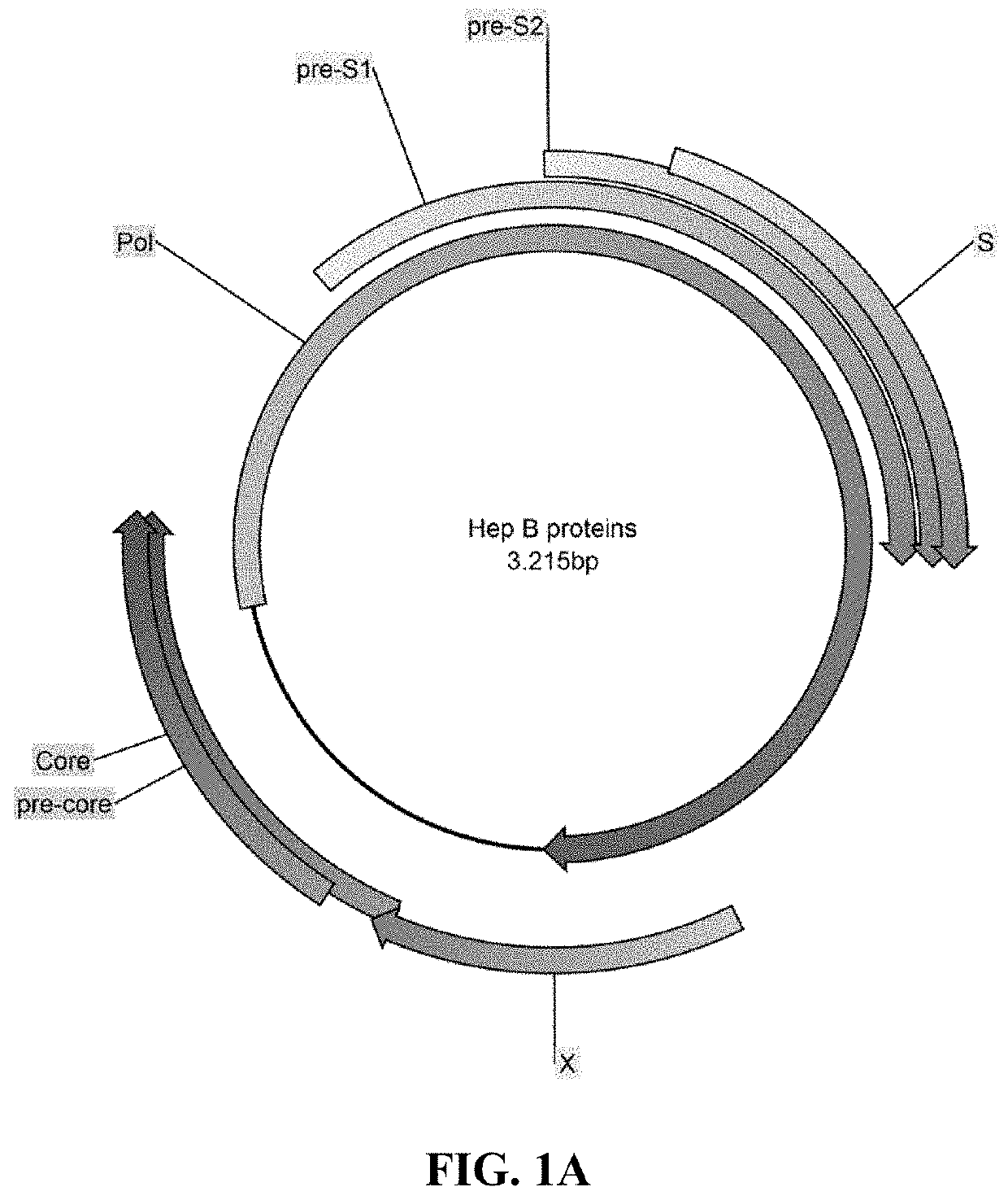 Methods and compositions for inducing an immune response against Hepatitis B Virus (HBV)