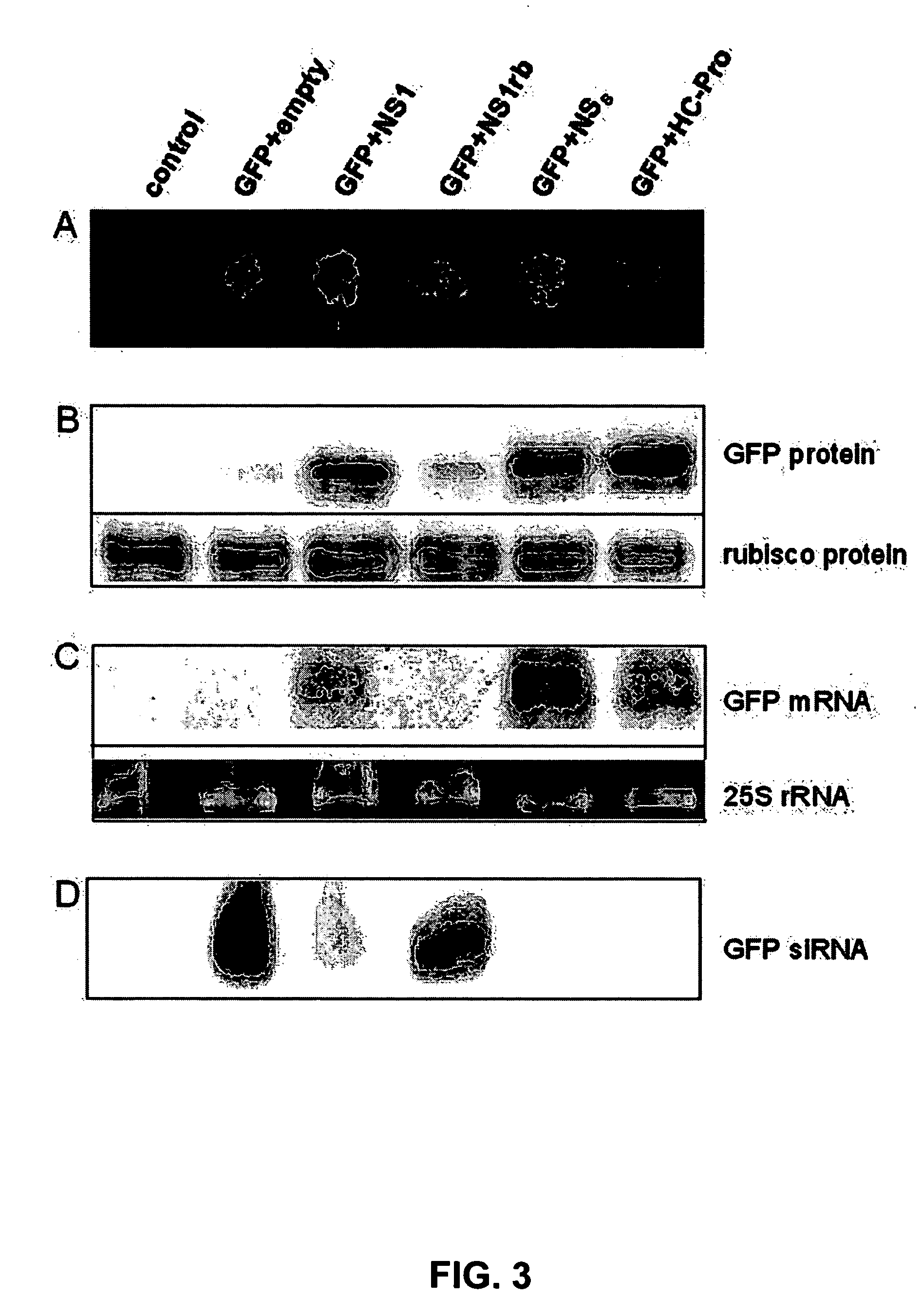 Expressional enhancers from viruses