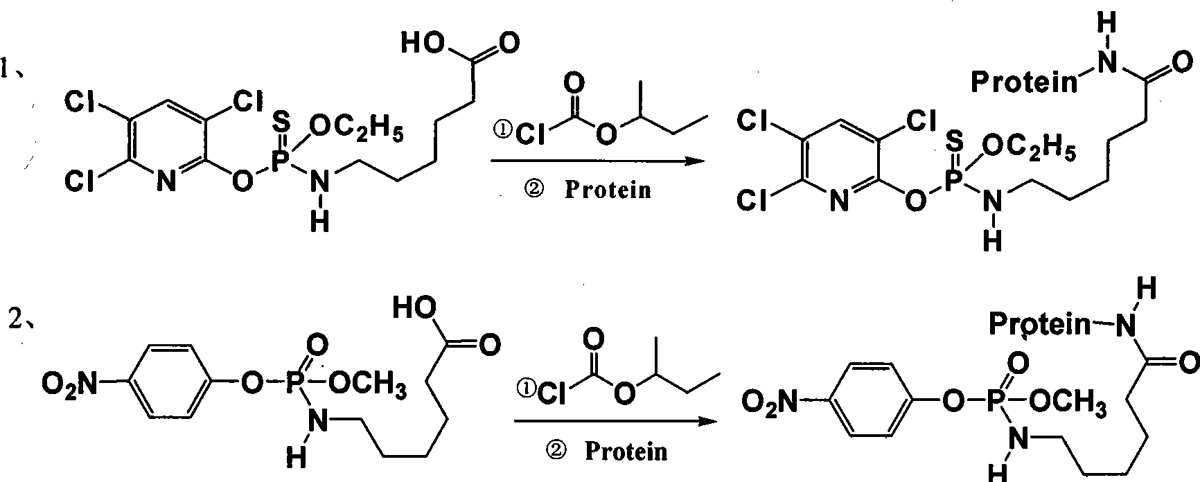 Preparation of chlorpyrifos and methyl parathion universal antibody and universal envelope antigen