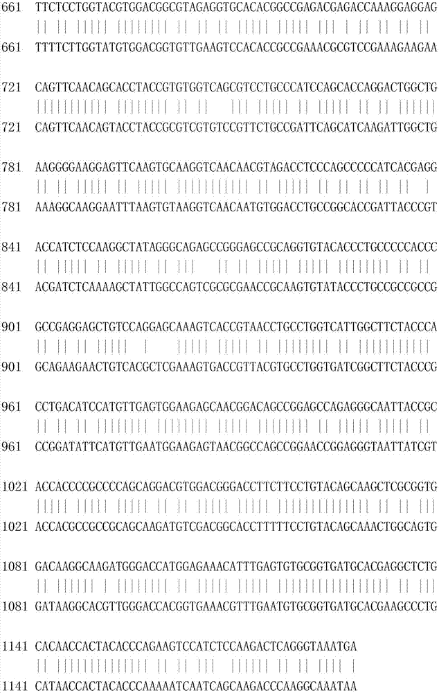 Recombinant porcine interferon beta1-Fc fusion protein as well as encoding gene and expressing method thereof