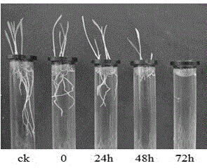 Bacillus subtilis strain as well as metabolite and application of bacillus subtilis strain