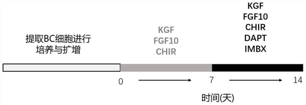 Culture medium and method for inducing airway basal stem cells to differentiate into bronchoalveolar stem cells