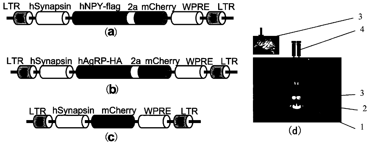 Construction method of gene overexpression chimeric animal model based on hNPY and hAgRP and application