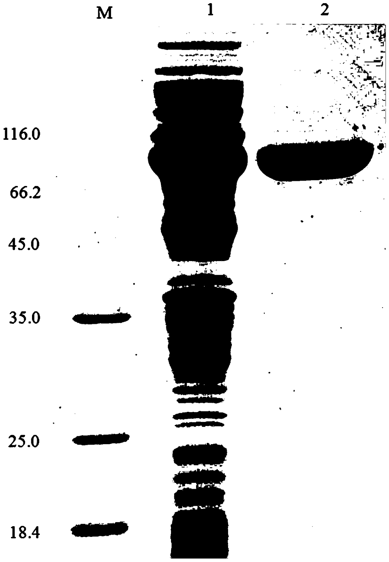 High xylose tolerance bifunctional hemicellulose degrading enzyme, its coding gene and its preparation method