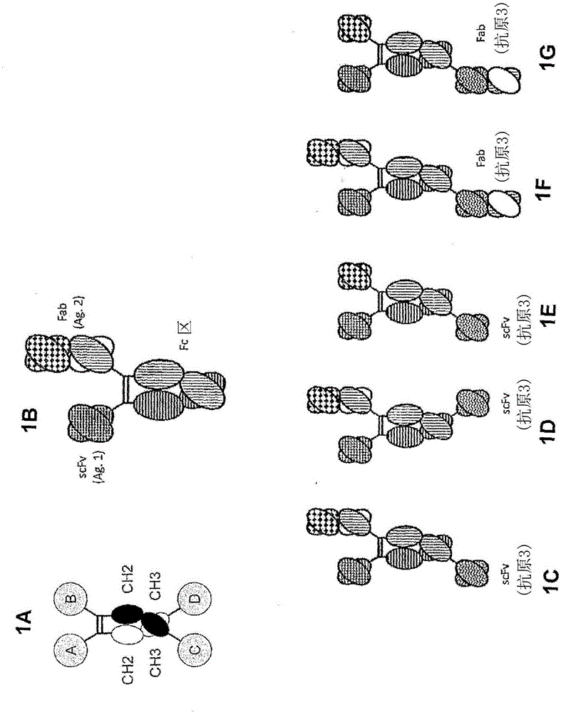 Heterodimeric proteins