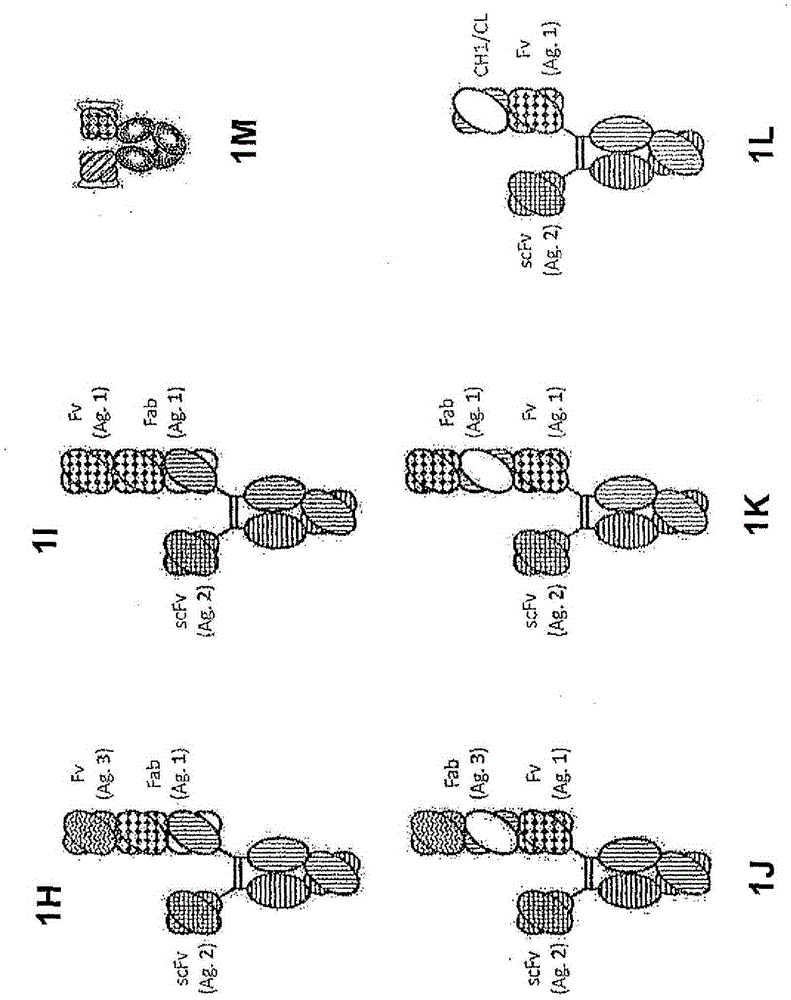 Heterodimeric proteins