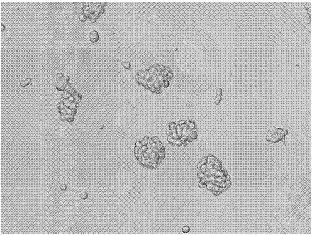 Method for identifying, separating and culturing lymphoma stem cells from non-Hodgkin lymphoma cell line