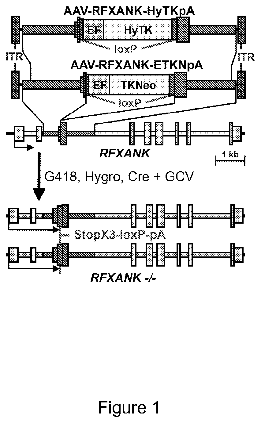 HLA Class II Deficient Cells, HLA Class I Deficient Cells Capable of Expressing HLA Class II Proteins, and Uses Thereof