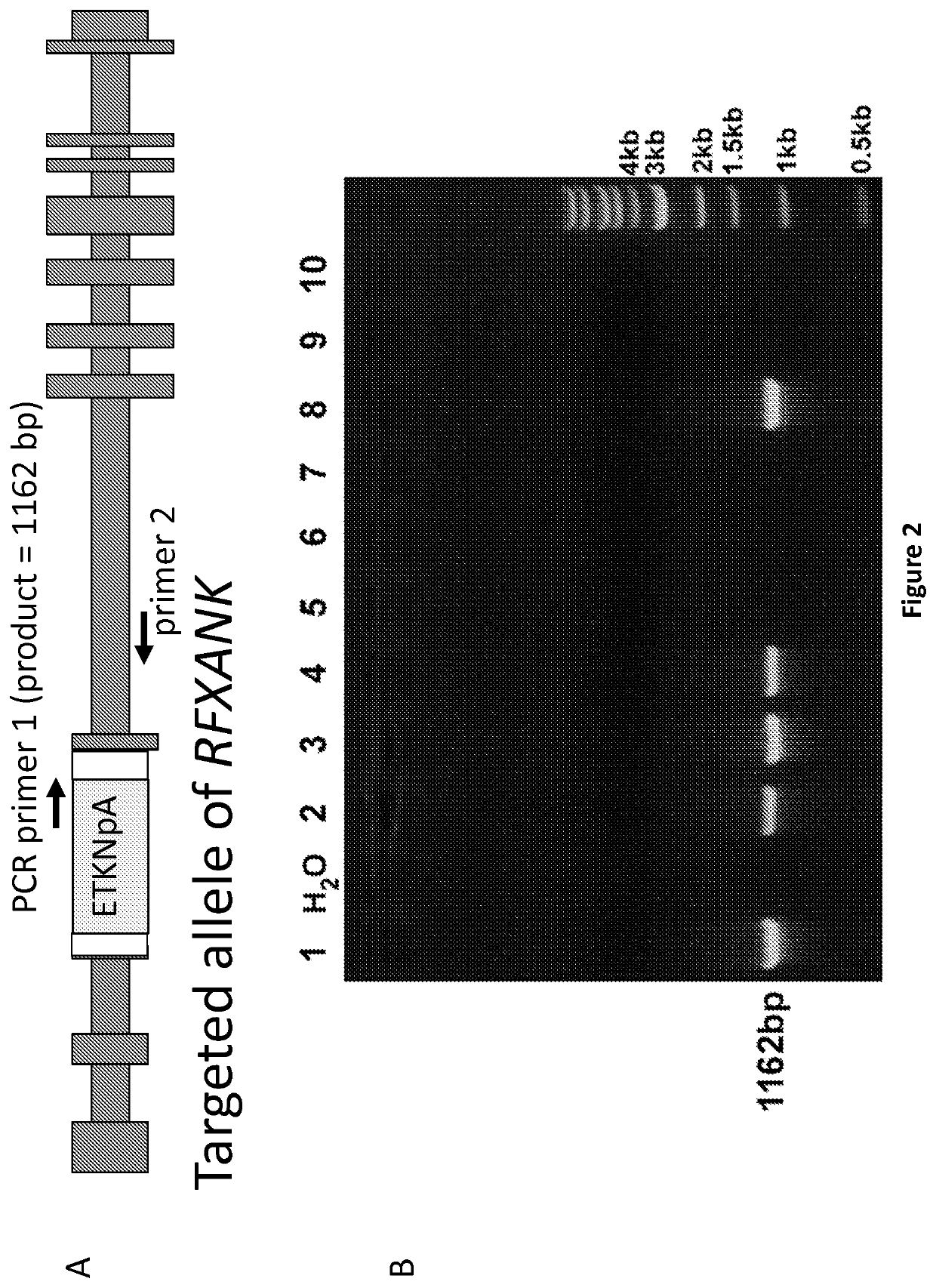 HLA Class II Deficient Cells, HLA Class I Deficient Cells Capable of Expressing HLA Class II Proteins, and Uses Thereof