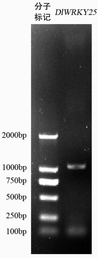 A longan flowering regulatory gene dlwrky25 and its regulatory protein and application