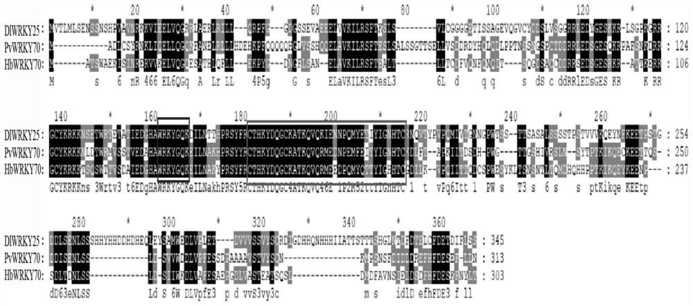 A longan flowering regulatory gene dlwrky25 and its regulatory protein and application