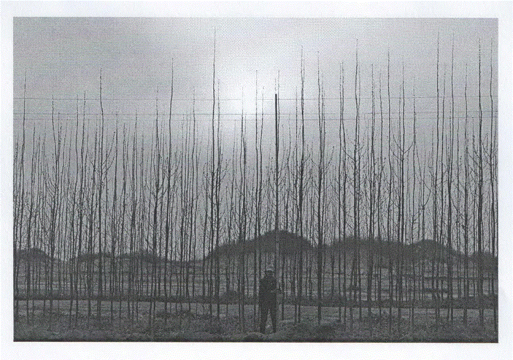 Rapid image analysis method for measuring porosity of forest belt