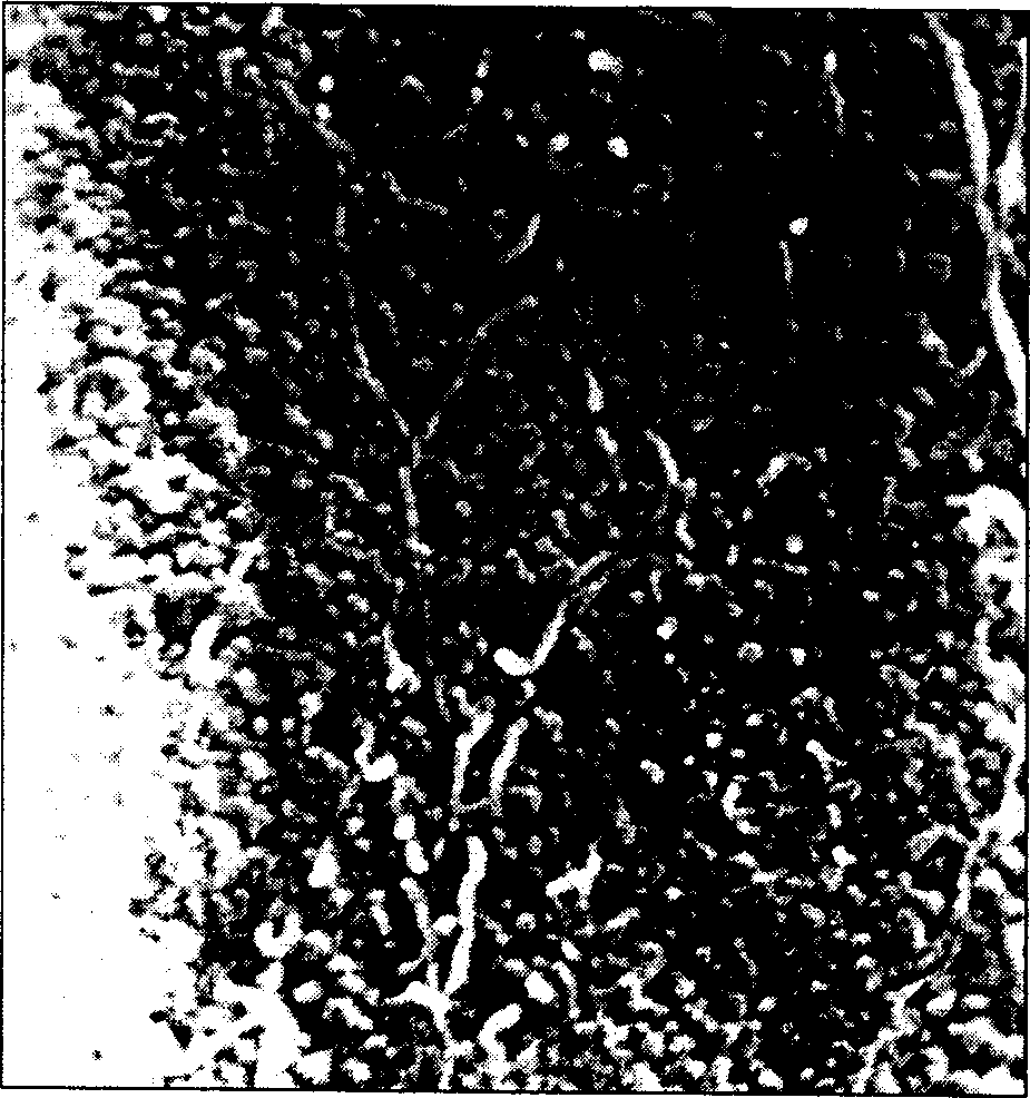 Method for preparing porous nano solid by using hot pressing technique through controllable vaporized solvent