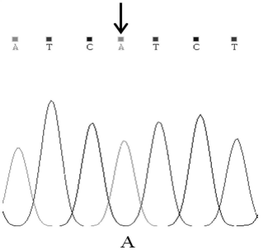 A SNP Molecular Marker Affecting Alpine Merino Wool Fiber Diameter and Its Application