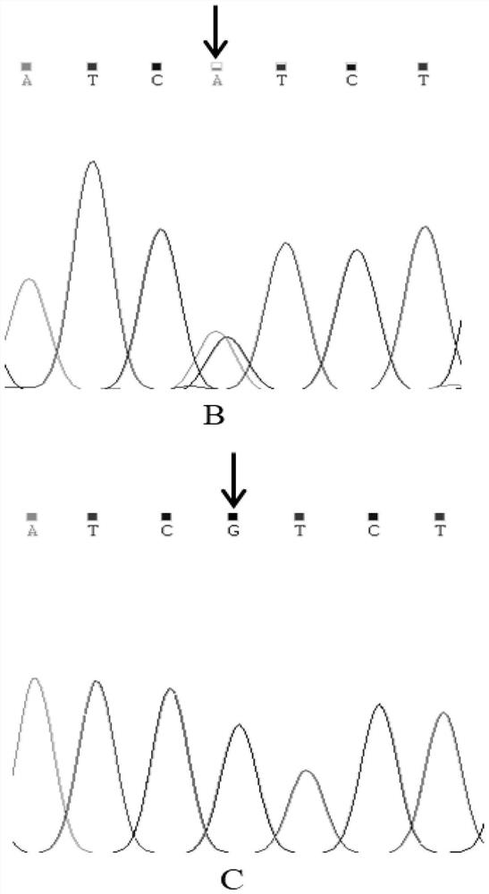 A SNP Molecular Marker Affecting Alpine Merino Wool Fiber Diameter and Its Application