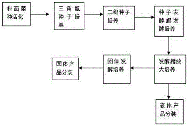 Microbial culture product for preventing and controlling anthomyiidae larvae and underground nematodes, and preparation method thereof, and prevention and control method