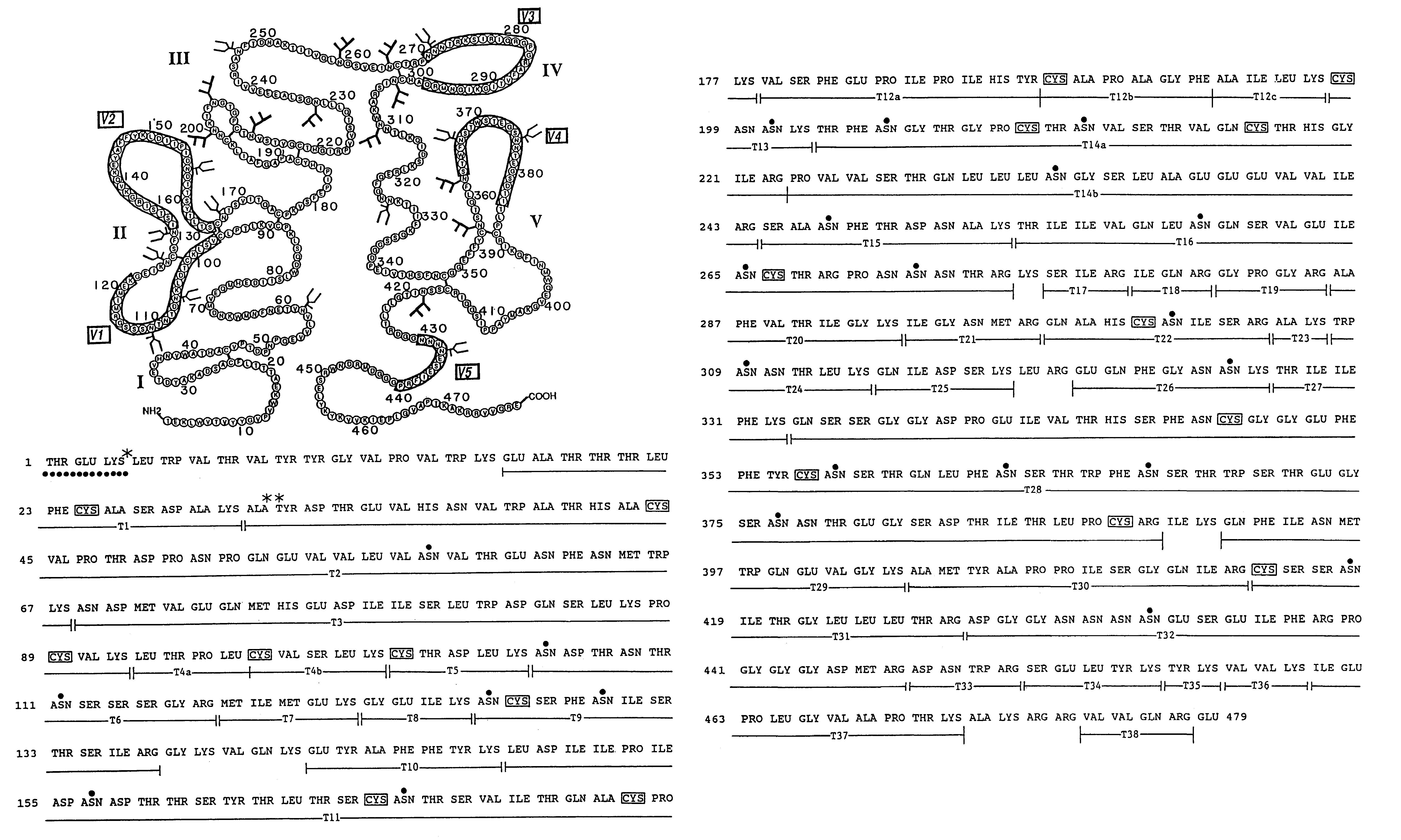 HIV env antibodies