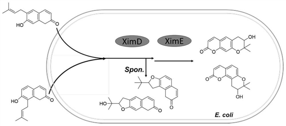 Escherichia coli strain and method for biosynthesizing pyranocoumarin and furocoumarin by using escherichia coli strain