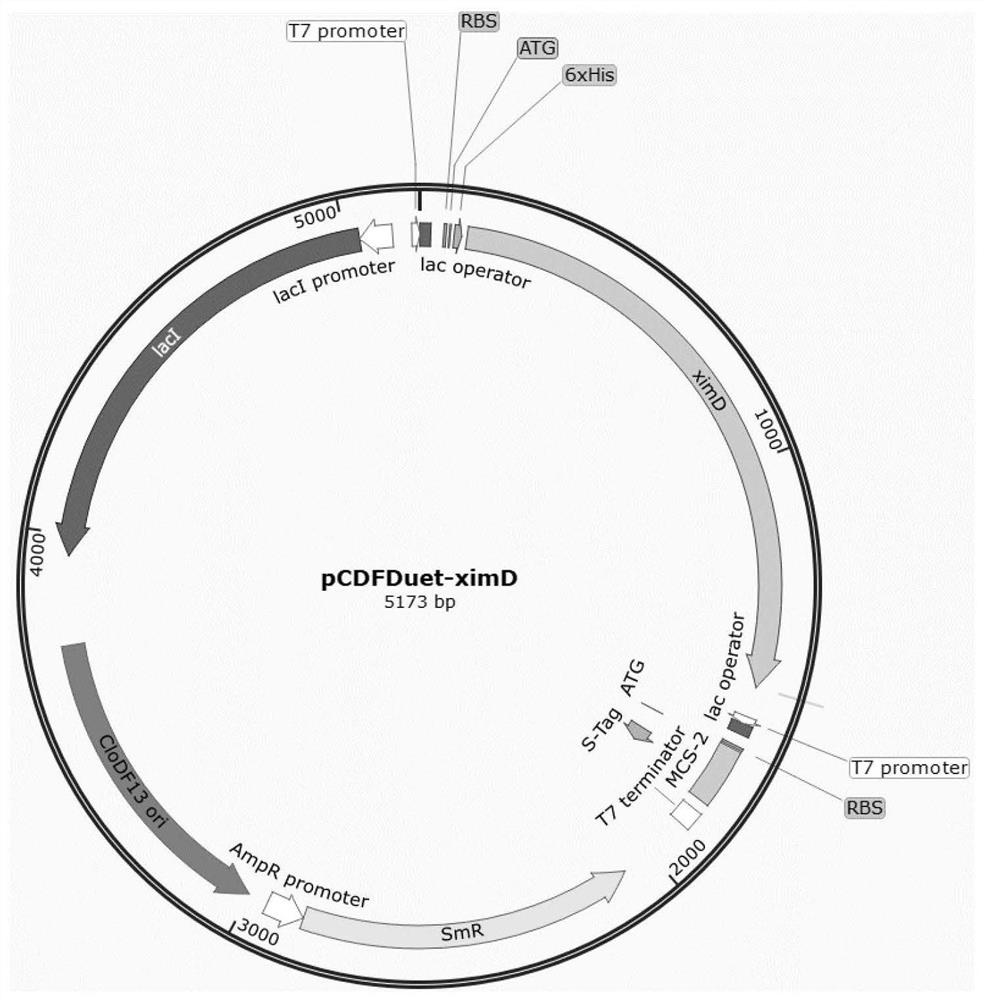 Escherichia coli strain and method for biosynthesizing pyranocoumarin and furocoumarin by using escherichia coli strain