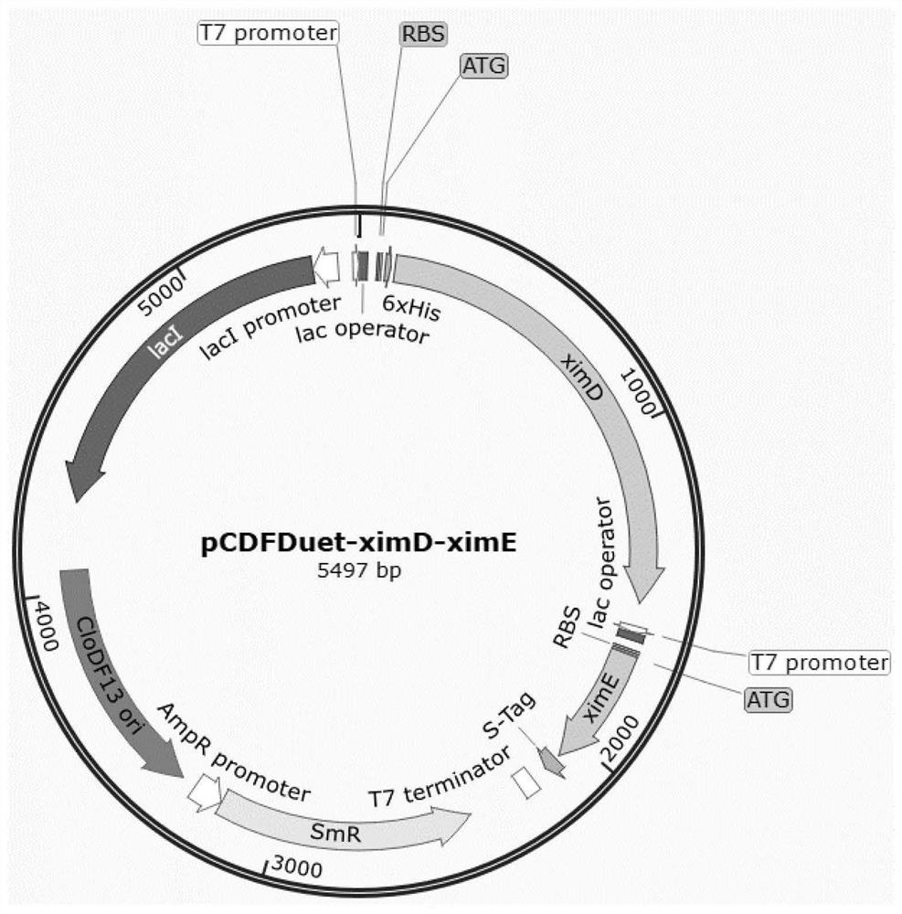 Escherichia coli strain and method for biosynthesizing pyranocoumarin and furocoumarin by using escherichia coli strain