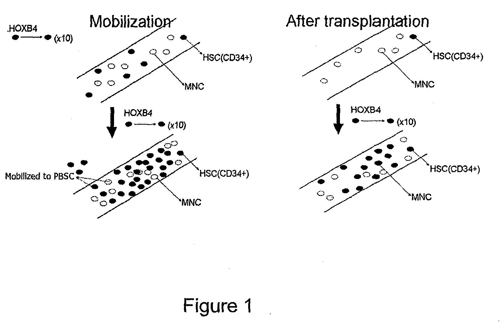 Method of enhancing the mobilization of hematopoietic stem cells using tat-hoxb4h