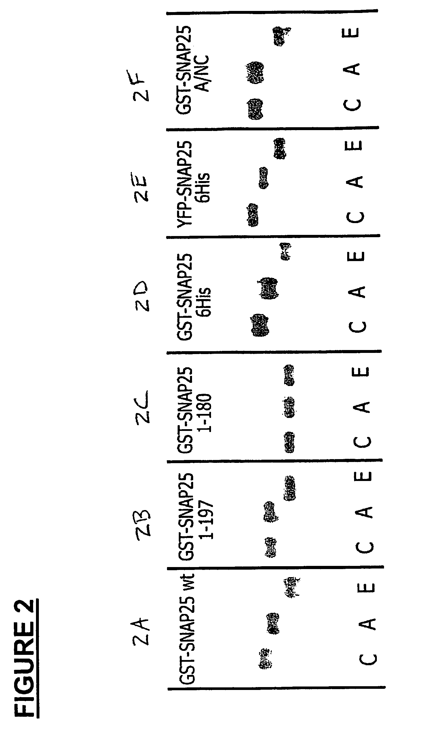 Methods for identifying inhibitors of botulinum neurotoxins