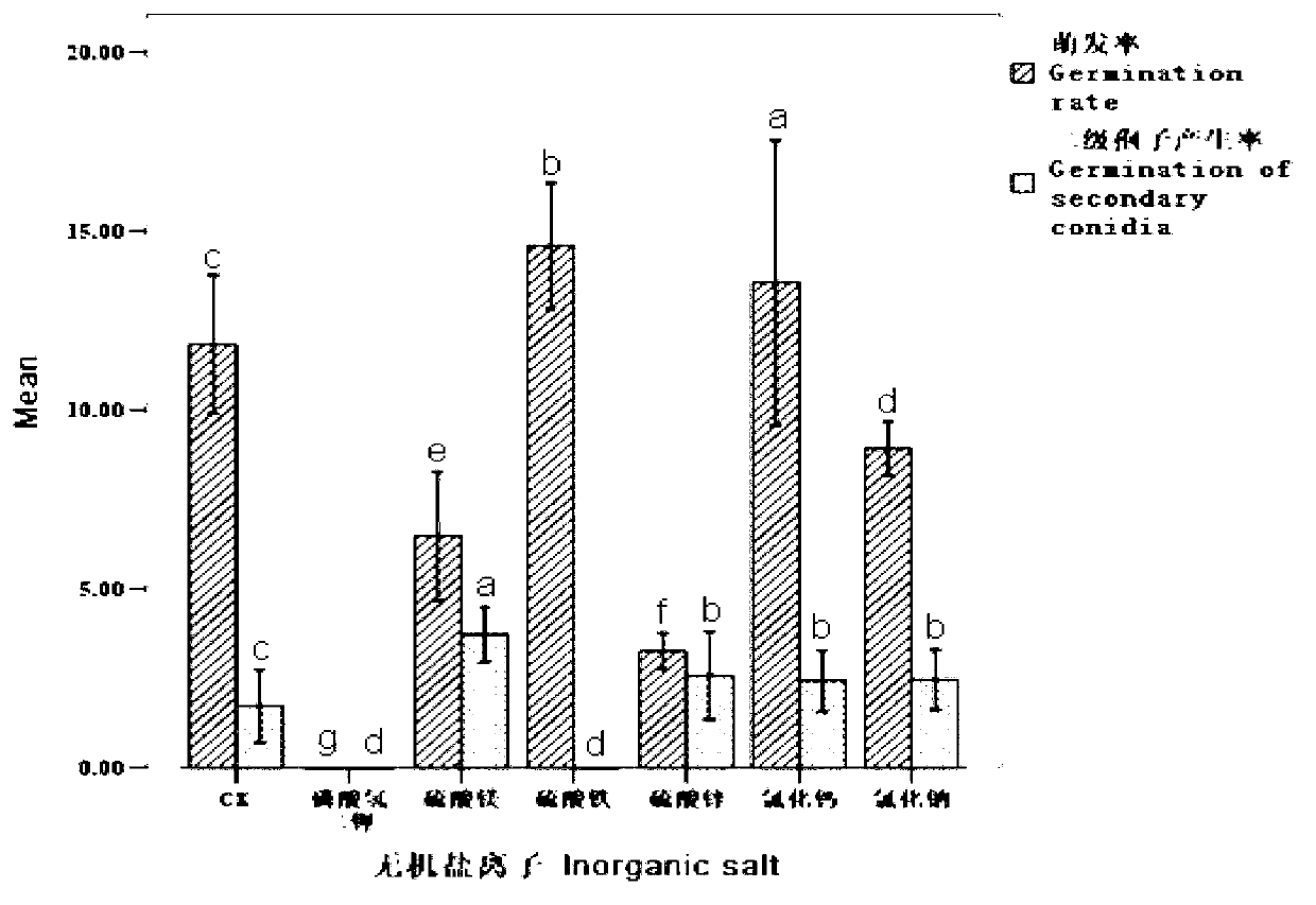 Compound preparation of nematode egg parasitical fungi and spore germination accelerating agent and application thereof