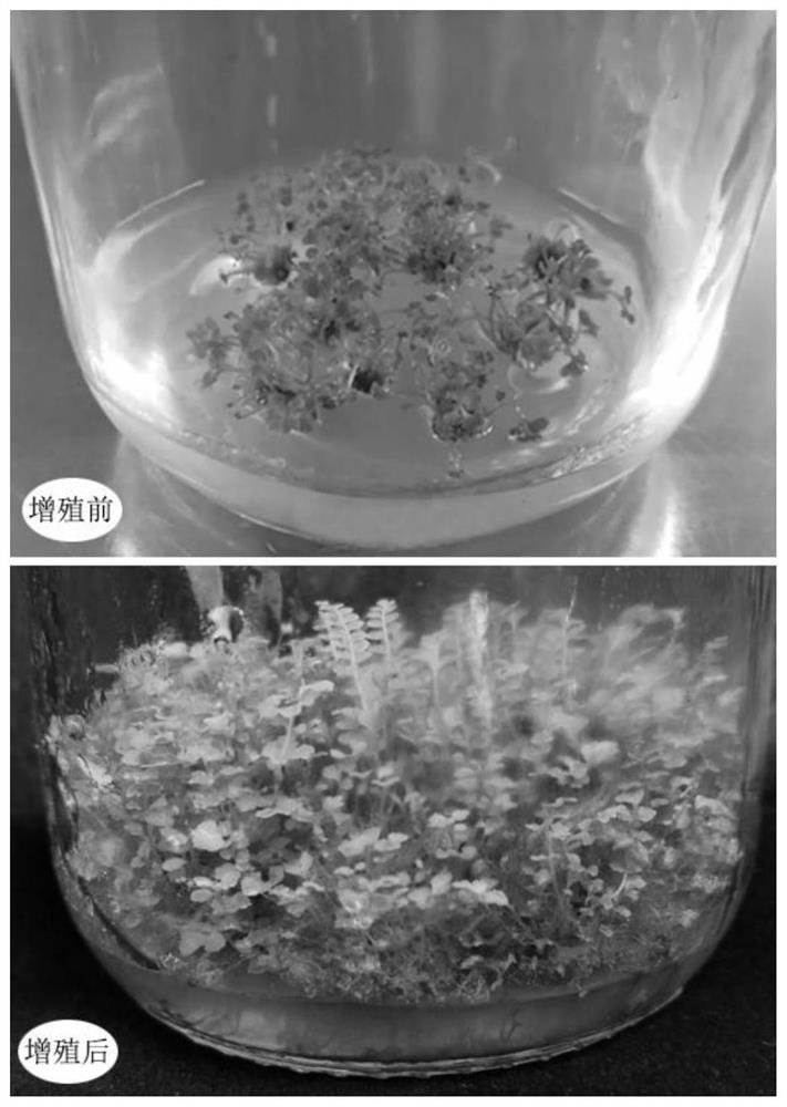 A kind of tissue culture method of Yulong fern