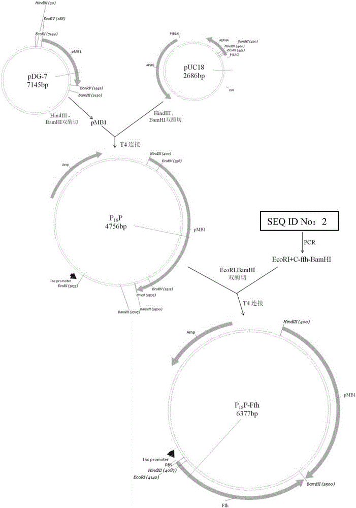 Application of signal recognition particle subunit and encoding gene thereof to preparation of acid-resistant bifidobacterium, plasmid containing gene and bifidobacterium