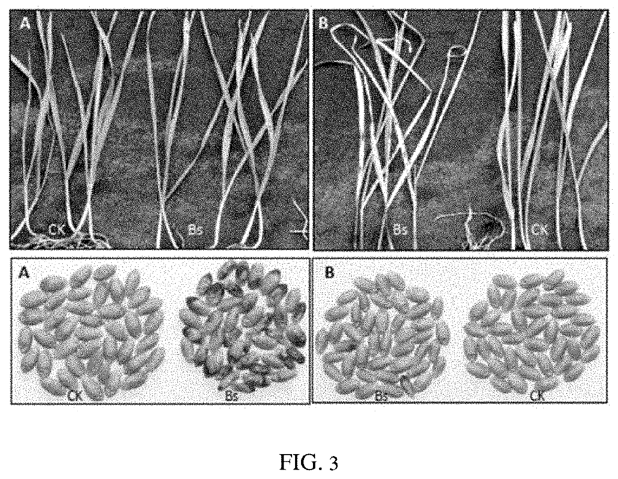 Method for indoors and rapidly identifying the resistance of wheat to black point disease caused by bipolaris sorokiniana