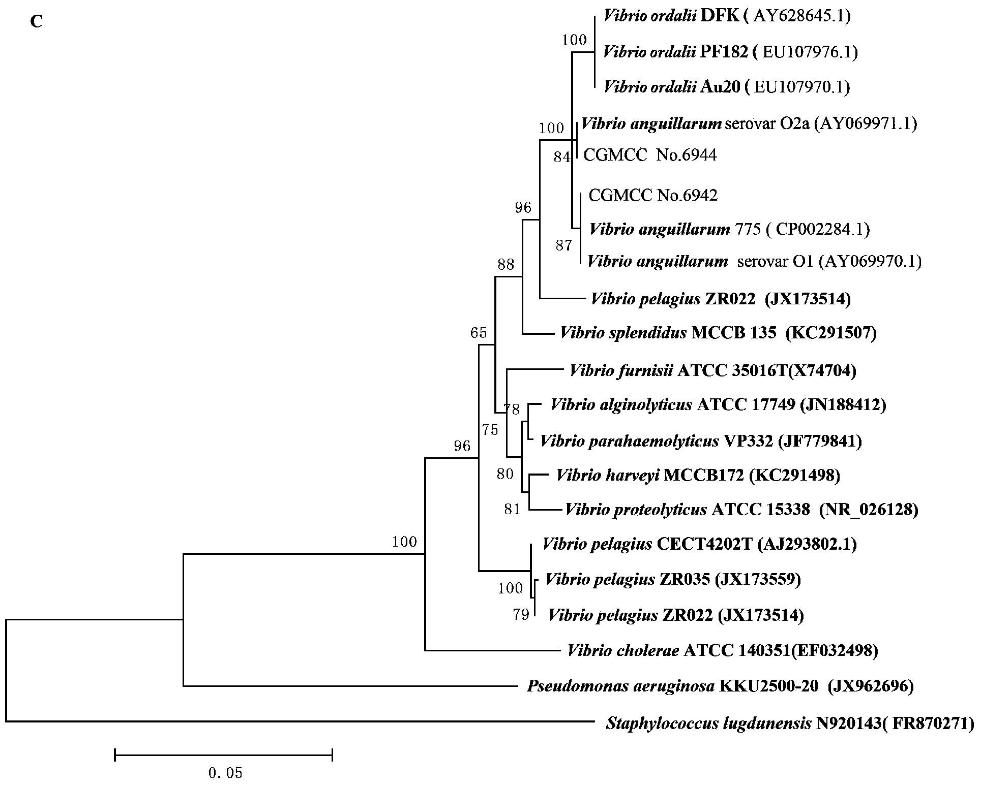 A vibrio anguillarum divalent vaccine, a preparing method thereof and a using method of the vaccine