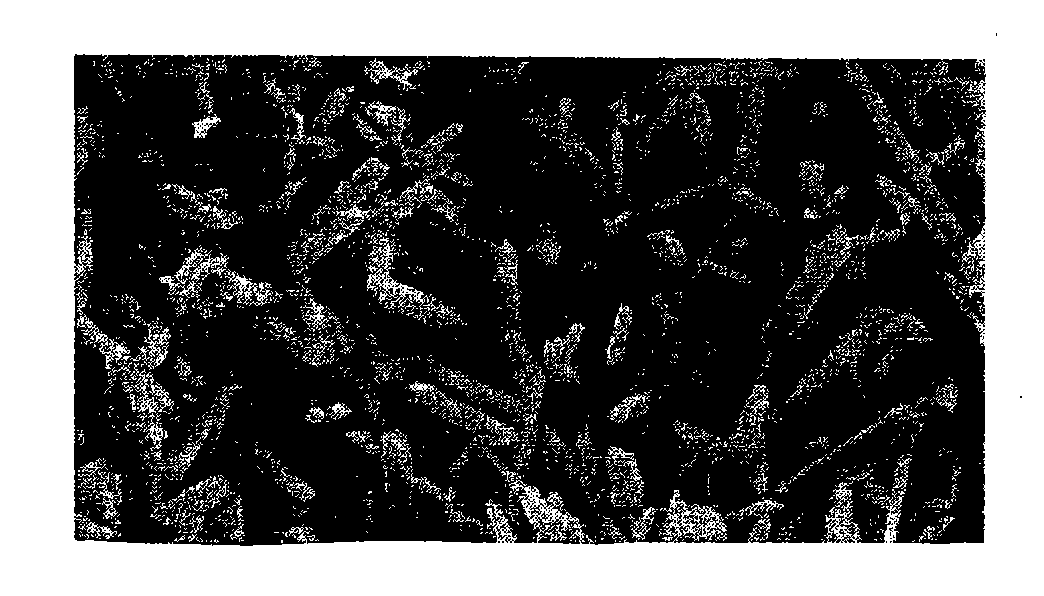 Method for synthesizing mullite whiskers by normal pressure sintering