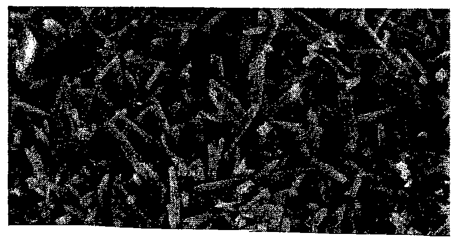 Method for synthesizing mullite whiskers by normal pressure sintering