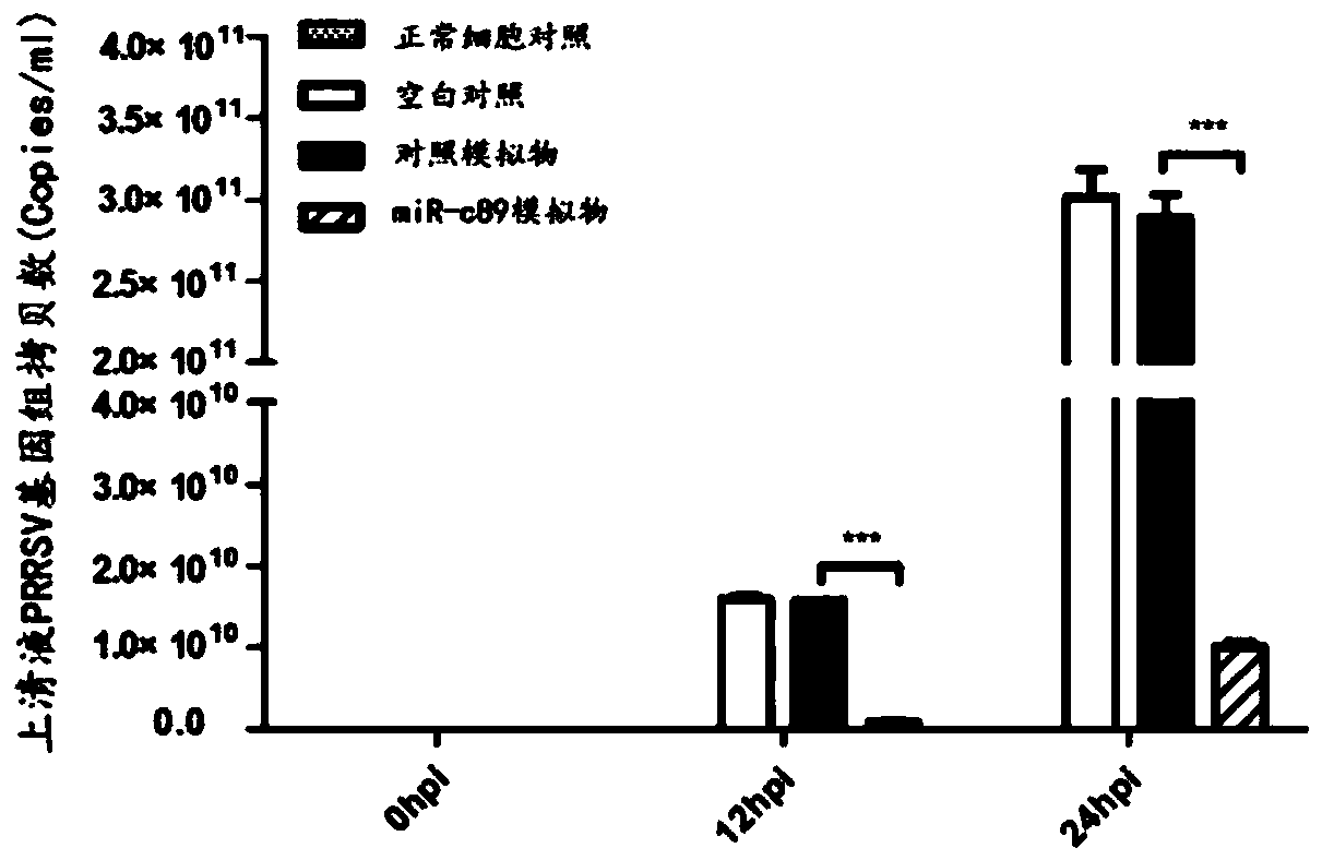 Swine-origin miR-c89 capable of resisting PRRSV (Porcine reproductive and respiratory syndrome virus) infection, and application thereof