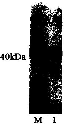 Genetic recombination saccharomyces cerevisiae with detoxification function and construction method and application thereof