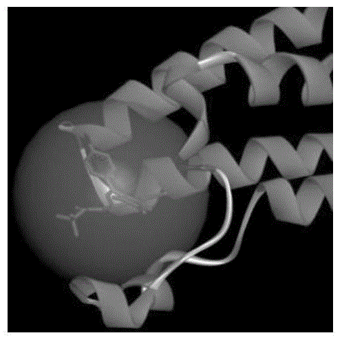 Application of protein inhibitor t323 in antifertility