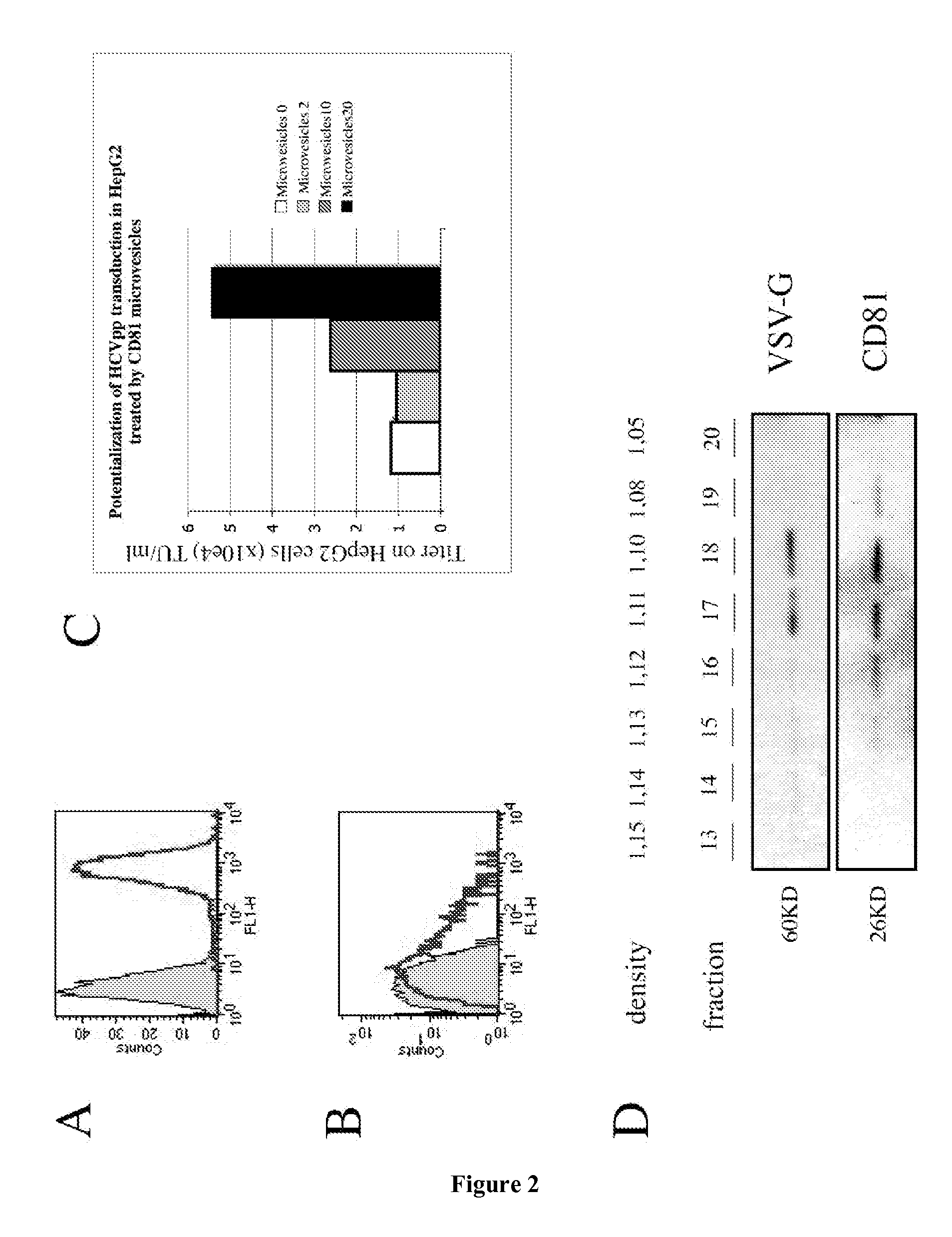 Direct protein delivery with engineered microvesicles