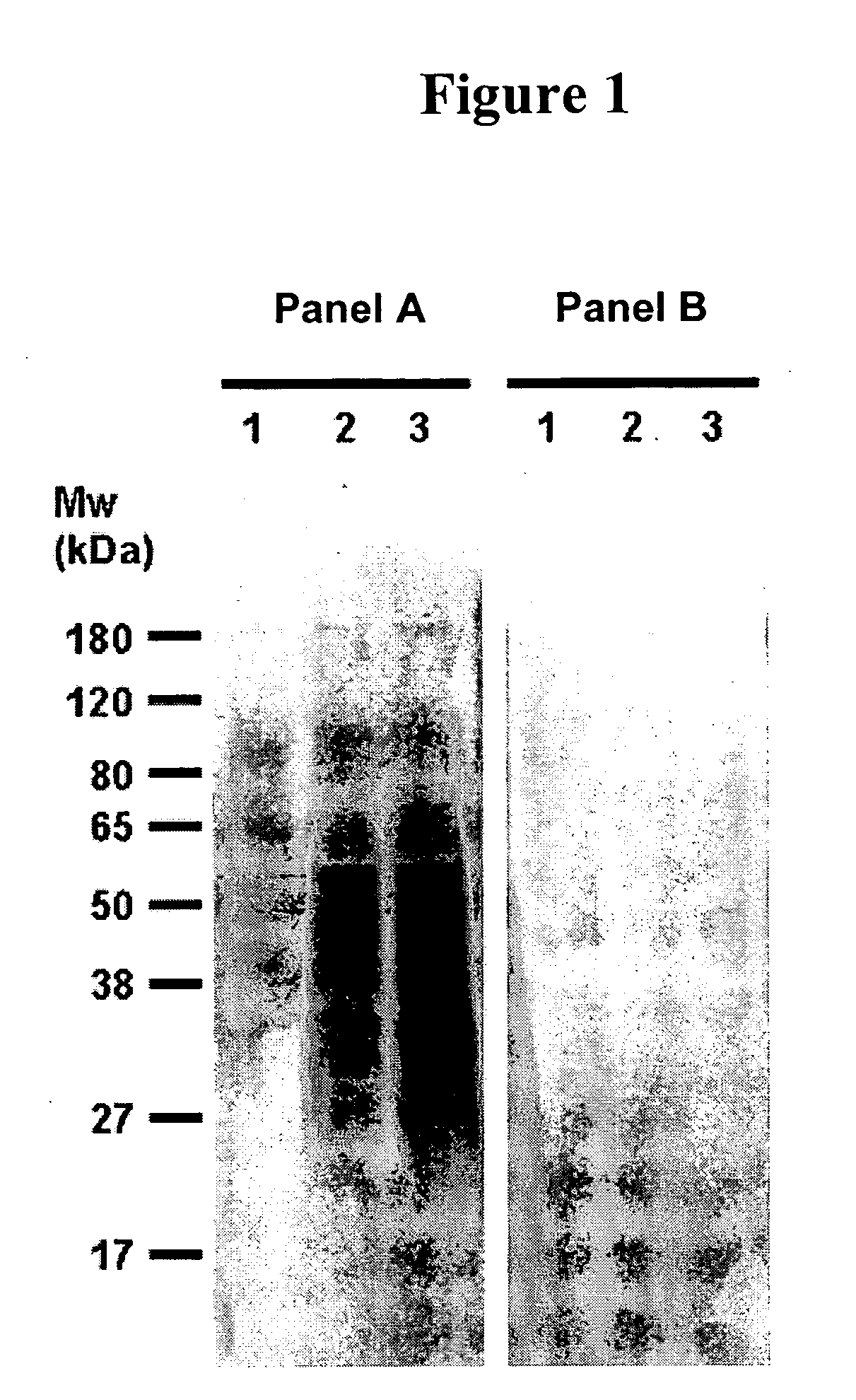 Cytotoxicity mediation of cells evidencing surface expression of CD63