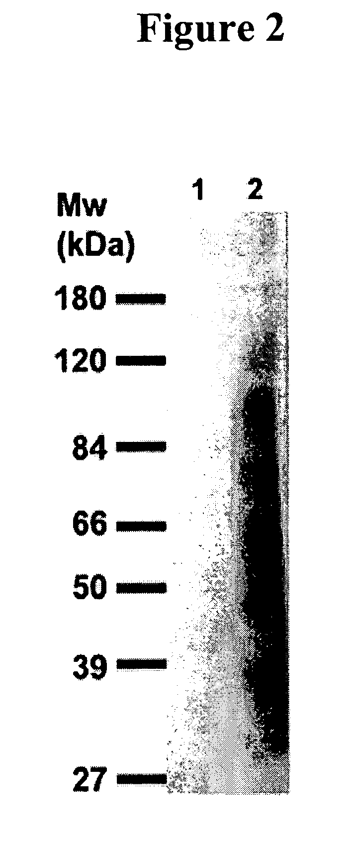 Cytotoxicity mediation of cells evidencing surface expression of CD63