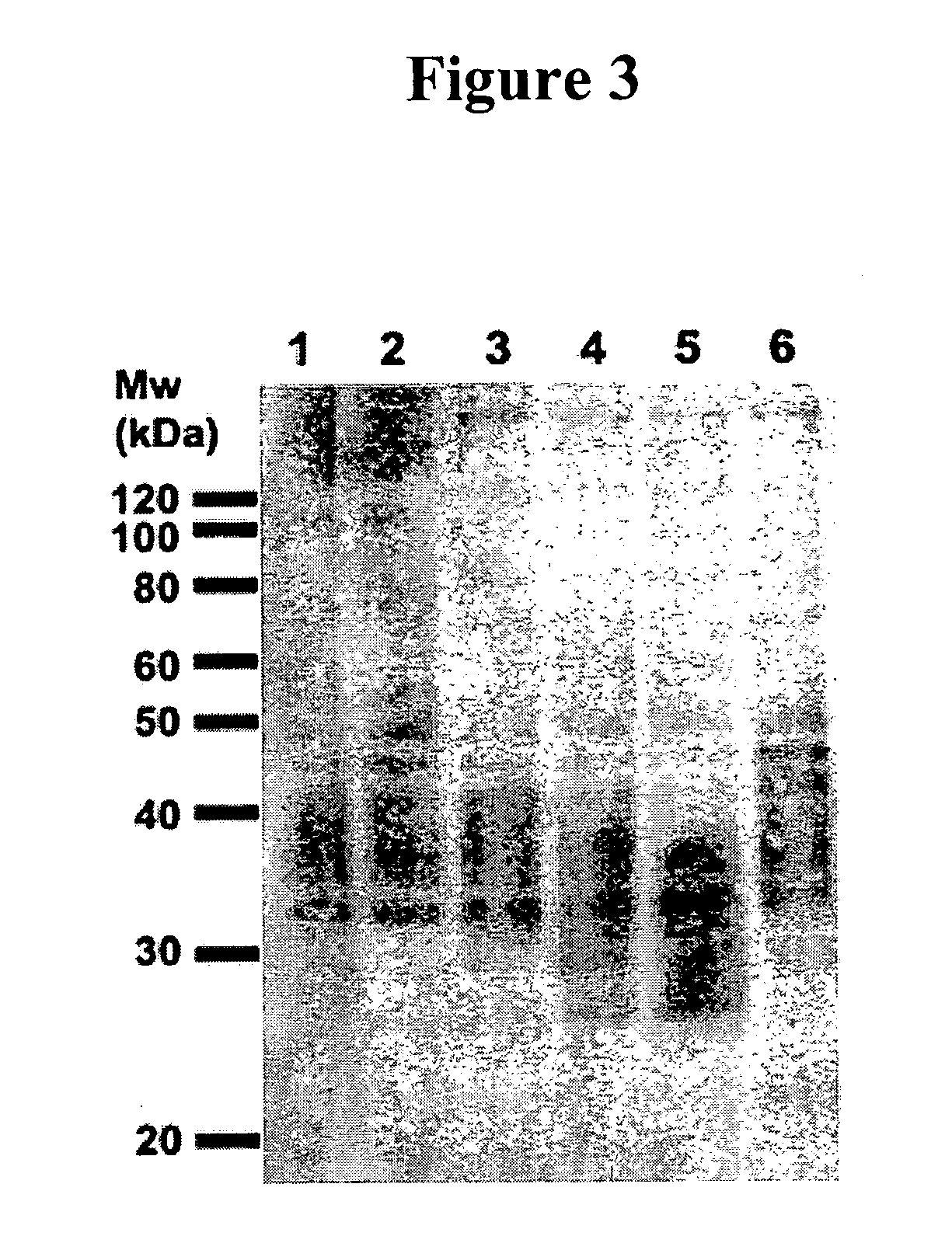 Cytotoxicity mediation of cells evidencing surface expression of CD63