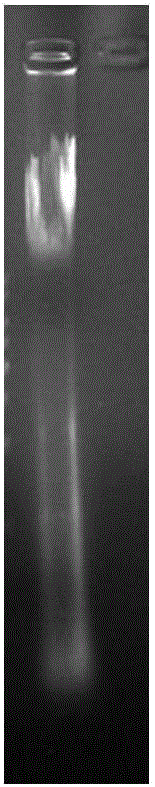 Application of heat shock transcription factor 1 in regulating expression of 15kDa selenoprotein