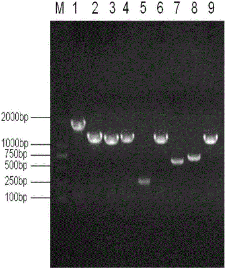 Application of heat shock transcription factor 1 in regulating expression of 15kDa selenoprotein