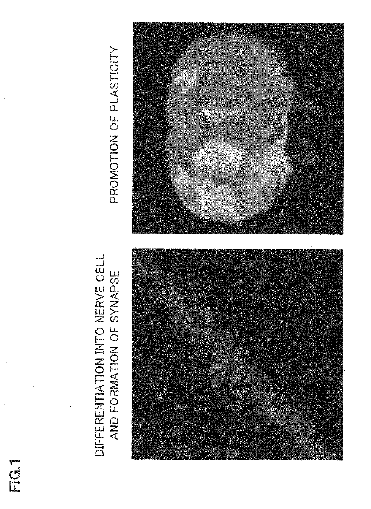 Synapse formation agent