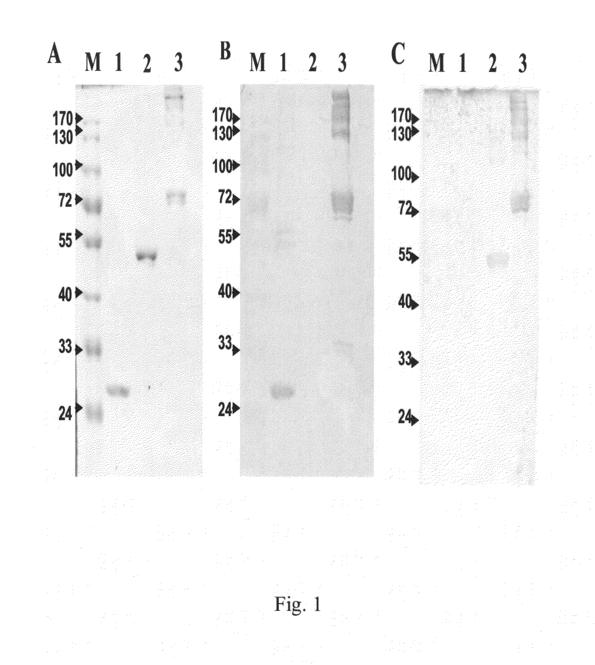 Anti-alpha-Enolase I Antibodies for Diagnosis and Treatment of alpha-Enolase I-Associated Diseases