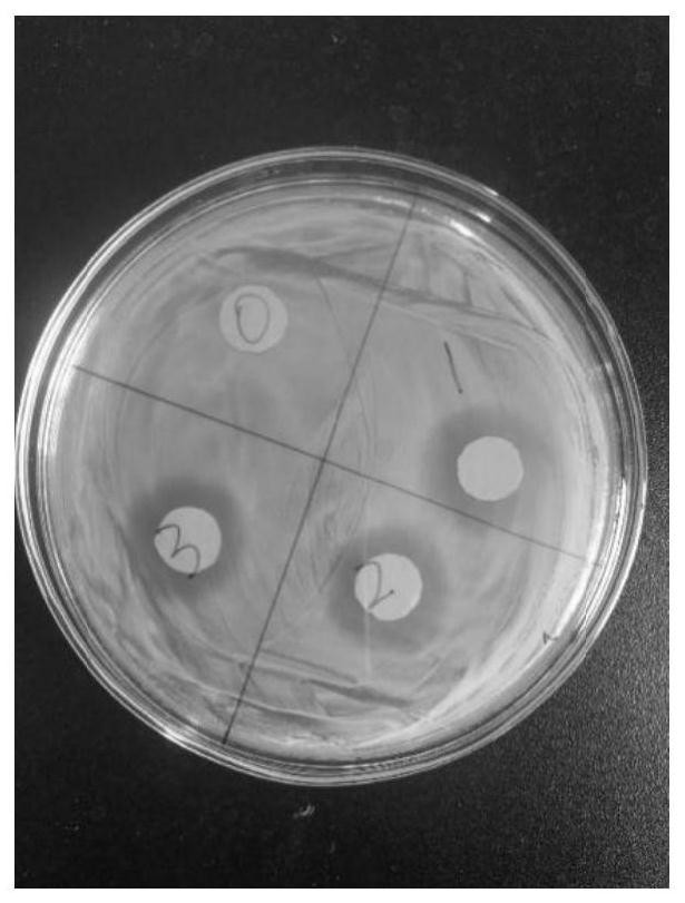 Lactobacillus reuteri SF-L-25 with helicobacter pylori inhibiting function and application thereof