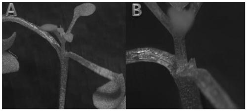 A kind of aseptic grafting method of Arabidopsis thaliana/salina mustard